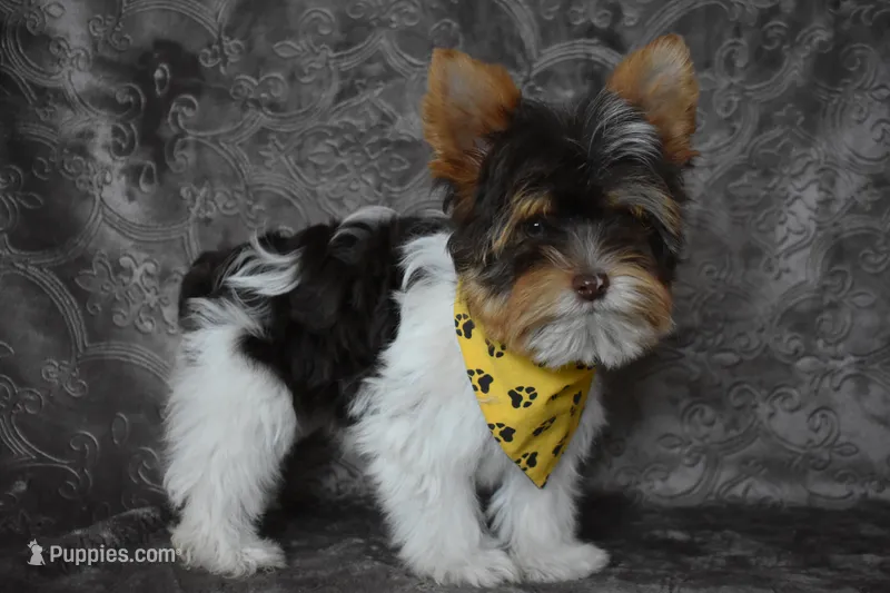 Parti Boy – Yorkshire Terrier puppy for sale in Fairfax, MO