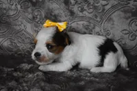 Parti Girl, a female Yorkshire Terrier for sale in Fairfax, MO – 3 of 5