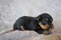 Mickey, a male Yorkshire Terrier for sale in Fairfax, MO – 4 of 4