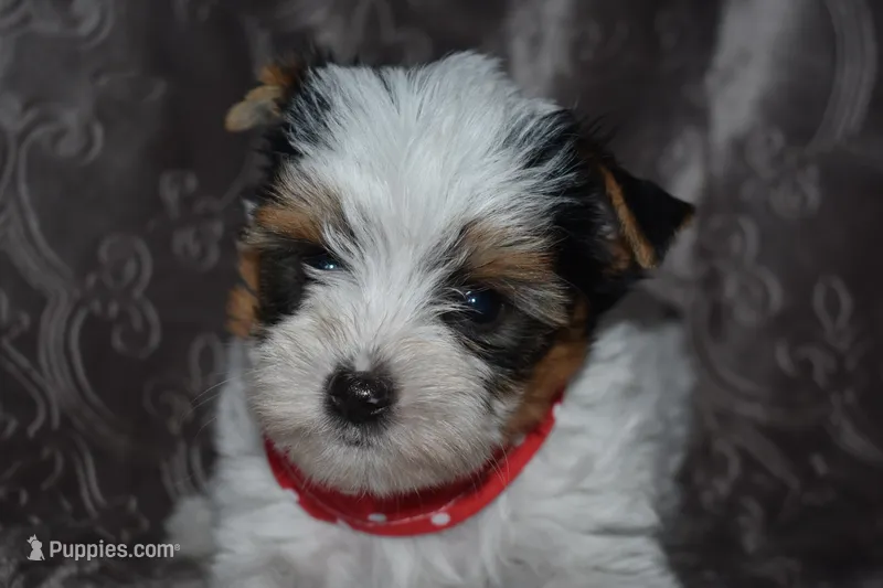 Parti Boy – Yorkshire Terrier puppy for sale in Fairfax, MO