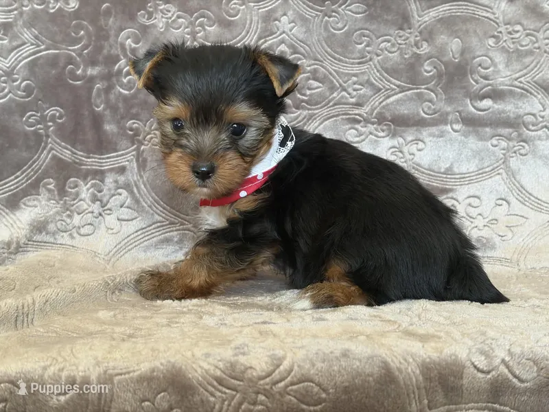 Happy – Yorkshire Terrier puppy for sale in Fairfax, MO
