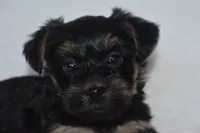Hank, a male Havanese and Yorkshire Terrier for sale in Fairfax, MO – 2 of 3