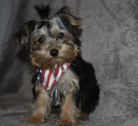 Mooney, a male Yorkshire Terrier for sale in Fairfax, MO – 3 of 4