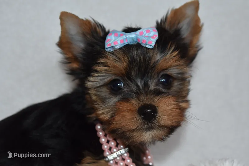 Etta – Yorkshire Terrier puppy for sale in Fairfax, MO
