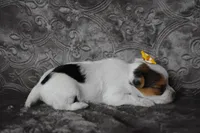 Parti Girl, a female Yorkshire Terrier for sale in Fairfax, MO – 2 of 5