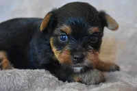 Mickey, a male Yorkshire Terrier for sale in Fairfax, MO – 3 of 4