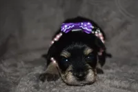 Kandy, a female Miniature Schnauzer and Yorkshire Terrier for sale in Fairfax, MO – 4 of 4