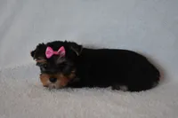 Ko-Ko, a female Yorkshire Terrier for sale in Fairfax, MO – 3 of 3