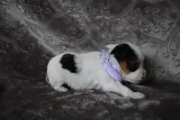 Parti Boy, a male Yorkshire Terrier for sale in Fairfax, MO – 2 of 4