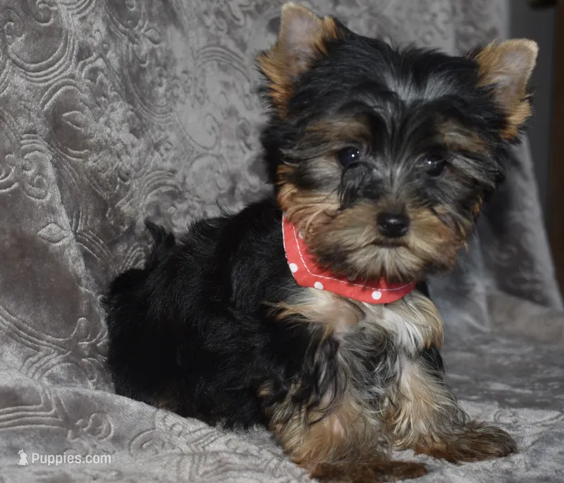 Mickey – Yorkshire Terrier puppy for sale in Fairfax, MO