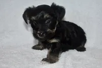 Howie, a male Havanese and Yorkshire Terrier for sale in Fairfax, MO – 2 of 4