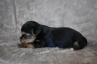 Mooney, a male Yorkshire Terrier for sale in Fairfax, MO – 3 of 3