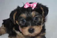 Hillary, a male Havanese and Yorkshire Terrier for sale in Fairfax, MO – 2 of 3