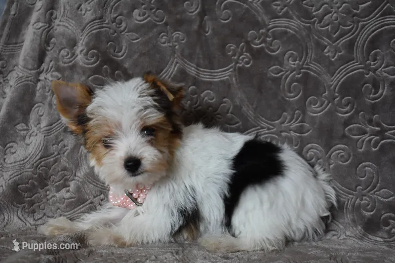 Parti Girl – Yorkshire Terrier puppy for sale in Fairfax, MO