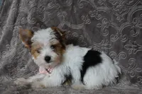 Parti Girl, a female Yorkshire Terrier for sale in Fairfax, MO – 1 of 3