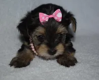Ellsa, a female Yorkshire Terrier for sale in Fairfax, MO – Photo 3 of 4