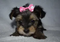 Ellsa, a female Yorkshire Terrier for sale in Fairfax, MO – Photo 1 of 4