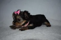 Ellsa, a female Yorkshire Terrier for sale in Fairfax, MO – Photo 4 of 4