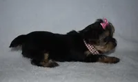 Ellsa, a female Yorkshire Terrier for sale in Fairfax, MO – Photo 2 of 4