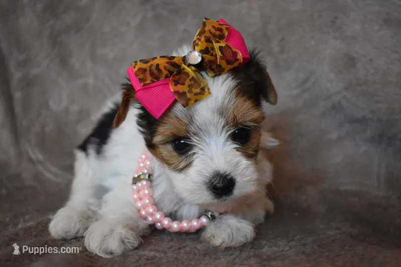 Gracelyn – Yorkshire Terrier puppy for sale in Fairfax, MO