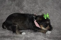 Kelly, a female Miniature Schnauzer and Yorkshire Terrier for sale in Fairfax, MO – 2 of 4