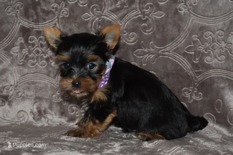 Mooney – Yorkshire Terrier puppy for sale in Fairfax, MO