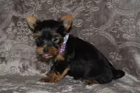 Mooney, a male Yorkshire Terrier for sale in Fairfax, MO – 1 of 4