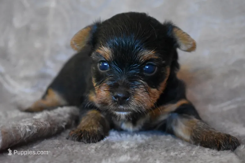 Mickey – Yorkshire Terrier puppy for sale in Fairfax, MO