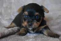 Mickey, a male Yorkshire Terrier for sale in Fairfax, MO – 1 of 4