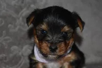 Happy, a male Yorkshire Terrier for sale in Fairfax, MO – 4 of 4