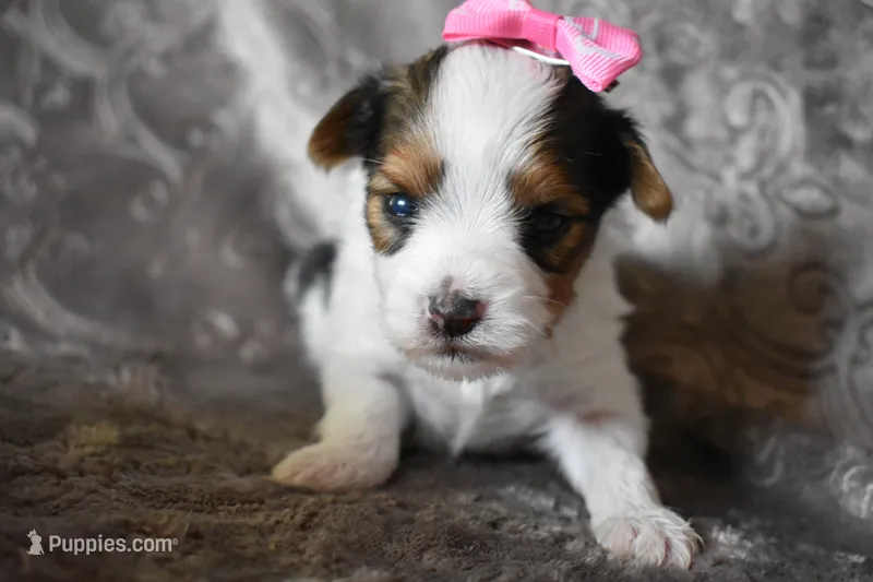 Gracelyn – Yorkshire Terrier puppy for sale in Fairfax, MO