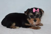 Ko-Ko, a female Yorkshire Terrier for sale in Fairfax, MO – 2 of 3