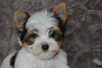 Parti Boy, a male Yorkshire Terrier for sale in Fairfax, MO – 5 of 5