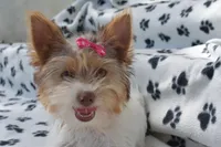 Tillie, a female Yorkshire Terrier for sale in Fairfax, MO – Photo 5 of 5