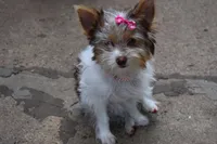 Tillie, a female Yorkshire Terrier for sale in Fairfax, MO – Photo 3 of 5