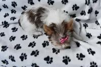 Tillie, a female Yorkshire Terrier for sale in Fairfax, MO – Photo 4 of 5