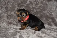 Mavrick, a male Yorkshire Terrier for sale in Fairfax, MO – 3 of 4