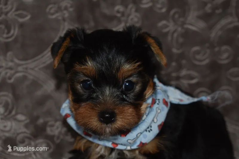 Mickey – Yorkshire Terrier puppy for sale in Fairfax, MO