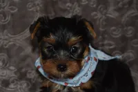 Mickey, a male Yorkshire Terrier for sale in Fairfax, MO – 1 of 4