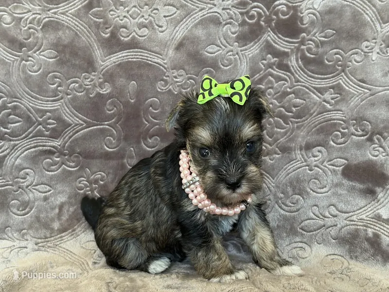 Kelly – Miniature Schnauzer, Yorkshire Terrier puppy for sale in Fairfax, MO