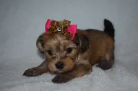Harper, a male Havanese and Yorkshire Terrier for sale in Fairfax, MO – 2 of 4