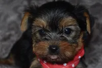 Mavrick, a male Yorkshire Terrier for sale in Fairfax, MO – 4 of 4