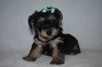Hannah, a male Havanese and Yorkshire Terrier for sale in Fairfax, MO – 3 of 4