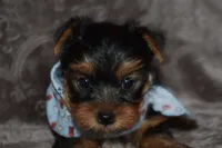 Mickey, a male Yorkshire Terrier for sale in Fairfax, MO – 4 of 4