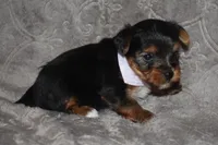 Happy, a male Yorkshire Terrier for sale in Fairfax, MO – 3 of 4