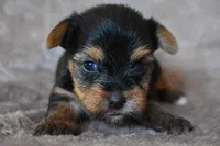 Mooney, a male Yorkshire Terrier for sale in Fairfax, MO – 1 of 3