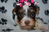 Jill, a female Yorkshire Terrier for sale in Fairfax, MO – Photo 1 of 4