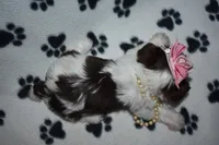 Jill, a female Yorkshire Terrier for sale in Fairfax, MO – Photo 4 of 4