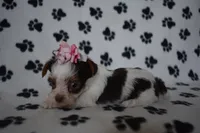 Jill, a female Yorkshire Terrier for sale in Fairfax, MO – Photo 2 of 4