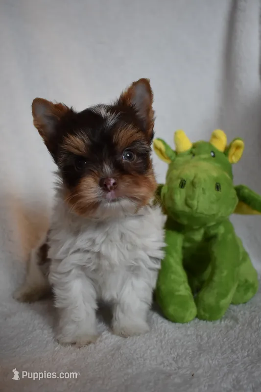Parti Boy – Yorkshire Terrier puppy for sale in Fairfax, MO